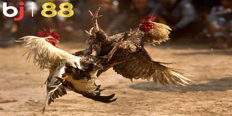 Kinh nghiệm để chơi game đá gà BJ88